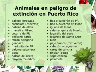 Animales en peligro de
    extinción en Puerto Rico
•   ballena jorobada      •   boa o culebrón de PR
•   cachalote (esperma)   •   boa o culebrón de Mona
•   ballena de aleta      •   iguana de Mona
•   manatí antillano      •   salamanquita de Monito
•   cotorra de PR         •   lagartijo del seco
•   pelícano pardo        •   lagartijo de Santa Cruz
•   falcón pelegrino      •   lucía
•   guabairo              •   peje blanco (tort.verde)
•   mariquita de PR       •   cabezón o caguama
•   paloma sabanera       •   carey de concha
•   tigua                 •   tinglar (baula)
•   halcón de sierra      •   sapo concho
•   playero melódico      •   palometa
 