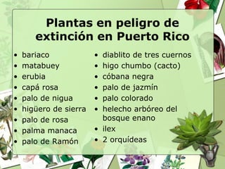 Plantas en peligro de
       extinción en Puerto Rico
•   bariaco             • diablito de tres cuernos
•   matabuey            • higo chumbo (cacto)
•   erubia              • cóbana negra
•   capá rosa           • palo de jazmín
•   palo de nigua       • palo colorado
•   higüero de sierra   • helecho arbóreo del
•   palo de rosa          bosque enano
•   palma manaca        • ilex
•   palo de Ramón       • 2 orquídeas
 