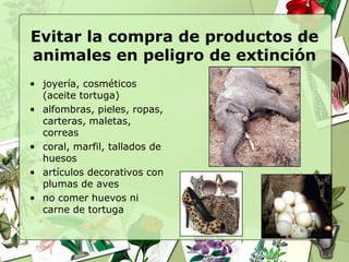 Evitar la compra de productos de
animales en peligro de extinción
• joyería, cosméticos
  (aceite tortuga)
• alfombras, pieles, ropas,
  carteras, maletas,
  correas
• coral, marfil, tallados de
  huesos
• artículos decorativos con
  plumas de aves
• no comer huevos ni
  carne de tortuga
 