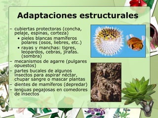 Adaptaciones estructurales
– cubiertas protectoras (concha,
  pelaje, espinas, corteza)
    • pieles blancas mamíferos
      polares (osos, liebres, etc.)
    • rayas y manchas: tigres,
      leopardos, cebras, jirafas.
      (sombra)
– mecanismos de agarre (pulgares
  opuestos)
– partes bucales de algunos
  insectos para aspirar néctar,
  chupar sangre o mascar plantas
– dientes de mamíferos (depredar)
– lenguas pegajosas en comedores
  de insectos
 
