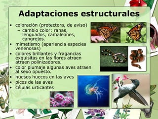 Adaptaciones estructurales
• coloración (protectora, de aviso)
   – cambio color: ranas,
      lenguados, camaleones,
      cangrejos.
• mimetismo (apariencia especies
  venenosas)
• colores brillantes y fragancias
  exquisitas en las flores atraen
  atraen polinizadores.
• color plumaje algunas aves atraen
  al sexo opuesto.
• huesos huecos en las aves
• picos de las aves
• células urticantes
 