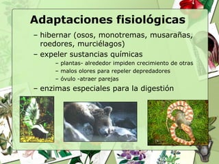 Adaptaciones fisiológicas
– hibernar (osos, monotremas, musarañas,
  roedores, murciélagos)
– expeler sustancias químicas
     – plantas- alrededor impiden crecimiento de otras
     – malos olores para repeler depredadores
     – óvulo -atraer parejas
– enzimas especiales para la digestión
 