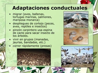 Adaptaciones conductuales
• migrar (aves, ballenas,
  tortugas marinas, salmones,
  mariposa monarca)
• despliegues de cortejo (peces,
  aves, reptiles e insectos)
• pinzón carpintero usa espina
  de cacto para sacar insecto de
  los árboles.
• vivir en grupos (manadas,
  jaurías, bandadas, etc.)
• correr rápidamente (presas)
 