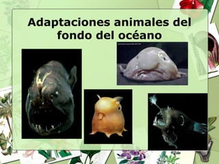 Adaptaciones animales del
    fondo del océano
 