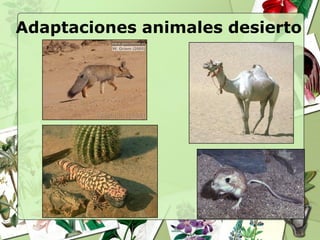 Adaptaciones animales desierto
 
