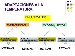 ADAPTACIONES A LA
TEMPERATURA
EN ANIMALES
HOMEOTERMOS POIQUILOTERMOS
A BAJAS
TEMPERATURAS
A BAJAS
TEMPERATURAS
A ALTAS
TEMPERATURAS
A ALTAS
TEMPERATURAS
INVERNAN ESTIVAN ESTIVANHIBERNAN
 
