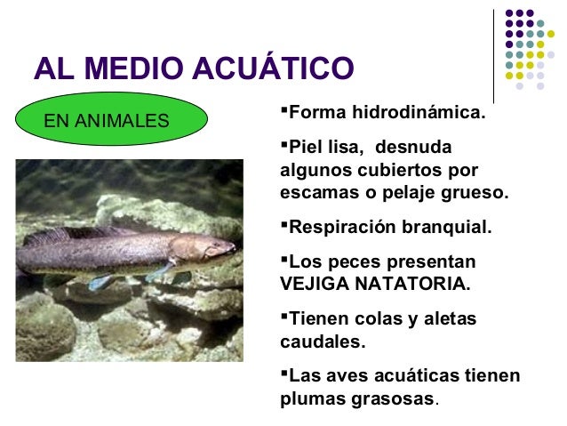 Adaptaciones