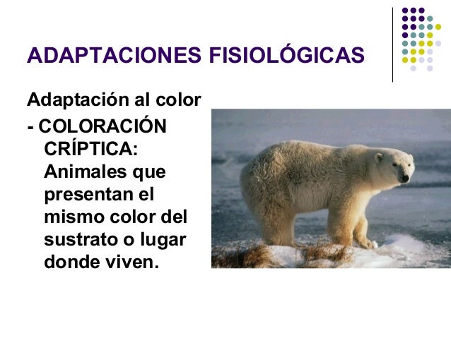 Adaptaciones