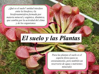 ¿Qué es el suelo? unidad interfase
entre la litosfera y la
biosferaatmósfera formada por
materia mineral y orgánica, dinámica,
que cambia por la actividad del clima
y de los organismos
Para las plantas el suelo es el
soporte físico para su
enraizamiento, pero también un
reservorio de agua y nutrientes
minerales
El suelo y las Plantas
 
