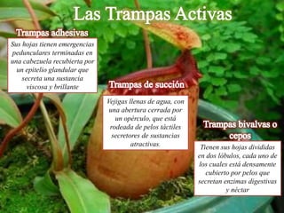 Sus hojas tienen emergencias
pedunculares terminadas en
una cabezuela recubierta por
un epitelio glandular que
secreta una sustancia
viscosa y brillante
Vejigas llenas de agua, con
una abertura cerrada por
un opérculo, que está
rodeada de pelos táctiles
secretores de sustancias
atractivas. Tienen sus hojas divididas
en dos lóbulos, cada uno de
los cuales está densamente
cubierto por pelos que
secretan enzimas digestivas
y néctar
 
