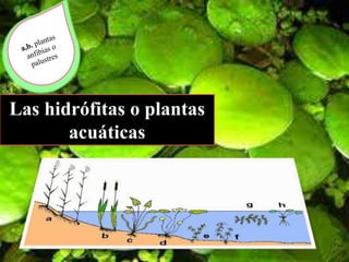 Las hidrófitas o plantas
acuáticas
 