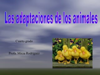 Cuarto grado Profa. Mirza Rodríguez Las adaptaciones de los animales 