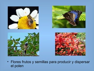 <ul><li>Flores frutos y semillas para producir y dispersar el polen </li></ul>