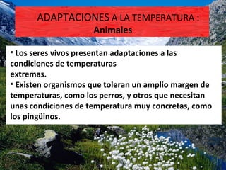 ADAPTACIONES A LA TEMPERATURA :
                     Animales

• Los seres vivos presentan adaptaciones a las
condiciones de temperaturas
extremas.
• Existen organismos que toleran un amplio margen de
temperaturas, como los perros, y otros que necesitan
unas condiciones de temperatura muy concretas, como
los pingüinos.
 