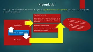 Hiperplasia
Tiene lugar si la población celular es capaz de replicación puede producirse con hipertrofia y con frecuencia en respuesta
a los mismos estímulos
Fisiológica
Patológica
Hiperplasia hormonal
proliferación del epitelio glandular de la
mama femenina en la pubertad y durante el
embarazo
Hiperplasia compensadora
se produce cuando una porción del tejido es
eliminada o está enferma.
Factores de crecimiento
 