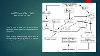 MORFOLOGÍA DE LA LESIÓN
CELULAR Y TISULAR
Todos los tipos de estrés y las influencias nocivas
ejercen sus efectos primero en el ámbito molecular
o bioquímico
Puede perderse la función celular mucho antes de
que se produzca la muerte celular y los cambios
morfológicos de la lesión celular
 