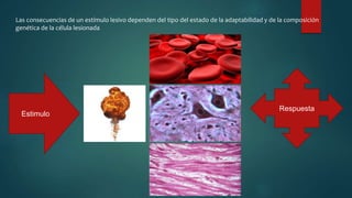 Las consecuencias de un estímulo lesivo dependen del tipo del estado de la adaptabilidad y de la composición
genética de la célula lesionada
Estimulo
Respuesta
 