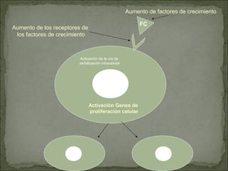 FC
Activación Genes de
proliferación celular
Aumento de factores de crecimiento
Aumento de los receptores de
los factores de crecimiento
Activación de la vía de
señalización intracelular
 