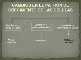 CAMBIOS EN EL PATRÓN DE
CRECIMIENTO DE LAS CELULAS
Cambios en el
tamaño celular
Cambio en el
número de células
Cambio en la
diferenciación celular
Atrofia
Hipertrofia
Hiperplasia Metaplasia
Displasia
 