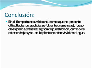 Conclusión: En el tiempo transcurrido analizamos que no presento dificultades para adaptarse (durante una semana), luego de empezó a presentar signos de putrefacción, cambio de color en hojas y tallos, la planta no sobrevivió en el agua.
