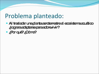 Problema planteado: Al trasladar una planta aeroterrestre al ecosistema acuático ¿lograra adaptarse para sobrevivir? ¿Por qué? ¿Cómo?