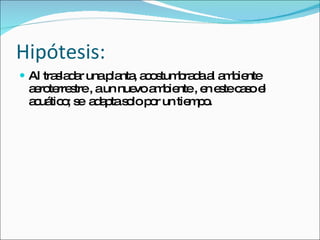 Hipótesis: Al trasladar una planta, acostumbrada al ambiente aeroterrestre , a un nuevo ambiente , en este caso el acuático; se adapta solo por un tiempo.