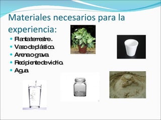 Materiales necesarios para la experiencia: Planta terrestre . Vaso de plástico. Arena o grava. Recipiente de vidrio. Agua.