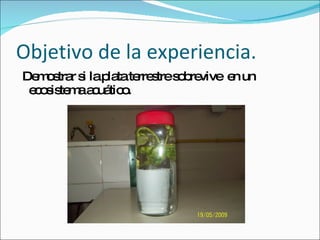 Objetivo de la experiencia. Demostrar si la plata terrestre sobrevive en un ecosistema acuático.