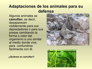 Adaptaciones de los animales para su
defensa
Algunos animales se
camuflan, es decir,
desaparecen
visiblemente para sus
depredadores o para sus
presas cambiando la
forma o color del
organismo a uno similar
al medio donde vive,
para confundirse
fácilmente con él.
¿Quiénes se camuflan?
 