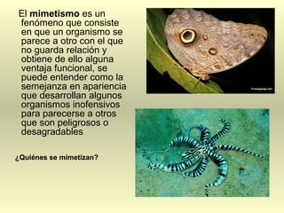 El mimetismo es un
fenómeno que consiste
en que un organismo se
parece a otro con el que
no guarda relación y
obtiene de ello alguna
ventaja funcional, se
puede entender como la
semejanza en apariencia
que desarrollan algunos
organismos inofensivos
para parecerse a otros
que son peligrosos o
desagradables
¿Quiénes se mimetizan?
 