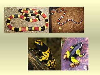 Adaptaciones de los animales