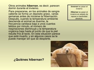 Otros animales hibernan, es decir, parecen
dormir durante el invierno.
Para prepararse, en los animales de sangre
caliente se forma un depósito graso, varias
semanas antes de iniciarse la hibernación.
Después, cuando la temperatura ambiente
desciende el animal se duerme, la
frecuencia cardiaca baja a unos cuantos
latidos por minuto, el número de
respiraciones disminuye y la temperatura
orgánica baja hasta el punto de que la piel
resulta fría al tacto. En esta situación parece
que está muerto, y en algunos casos se le
puede manejar sin que se despierte.
¿Quiénes hibernan?
Invernar es pasar el
invierno
Hibernar es pasar el
invierno en estado de
reposo e inactividad
absoluta.
 