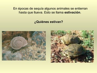 En épocas de sequía algunos animales se entierran
hasta que llueva. Esto se llama estivación.
¿Quiénes estivan?
 