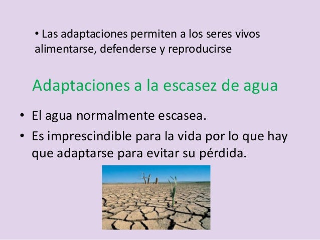 Adaptaciones de los organismo al medio 4 eso