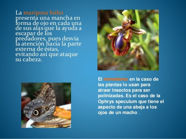 Adaptaciones de los seres vivos