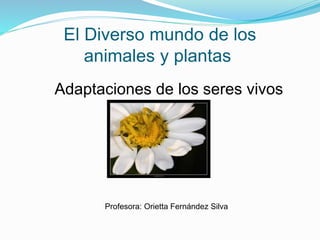 El Diverso mundo de los
animales y plantas
Adaptaciones de los seres vivos
Profesora: Orietta Fernández Silva
 