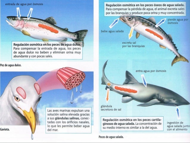 Imagen relacionada