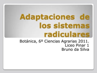 Adaptaciones  de los sistemas radiculares Botánica, 6º Ciencias Agrarias 2011. Liceo Pinar 1 Bruno da Silva 