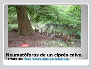 Adaptaciones de los sistemas radiculares | PPT