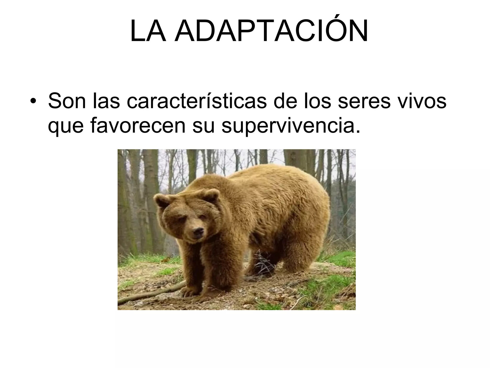 Adaptaciones en los seres vivos | PPT