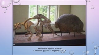 Neosclerocalyptus ornatus
Armadillo gigante - Argentina 2013
 