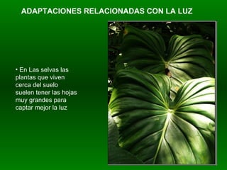 ADAPTACIONES RELACIONADAS CON LA LUZ En Las selvas las plantas que viven cerca del suelo suelen tener las hojas muy grandes para captar mejor la luz 