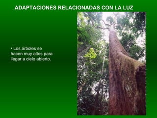 ADAPTACIONES RELACIONADAS CON LA LUZ Los árboles se hacen muy altos para llegar a cielo abierto.  