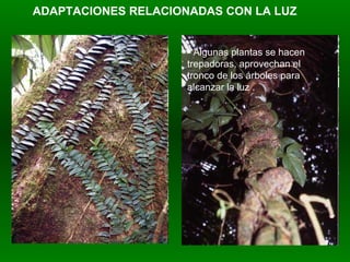 ADAPTACIONES RELACIONADAS CON LA LUZ Algunas plantas se hacen trepadoras, aprovechan el tronco de los árboles para alcanzar la luz . 