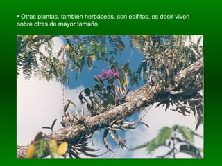 Otras plantas, también herbáceas, son epifitas, es decir viven sobre otras de mayor tamaño. 