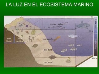 LA LUZ EN EL ECOSISTEMA MARINO 