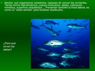 Necton: son organismos nadadores, capaces de vencer las corrientes. Tienen forma hidrodinámica, cuerpo musculoso, aletas, coloración mimética, superficie resbaladiza… Presentan también la línea lateral, es como un “sexto sentido” para localizar obstáculos. ¿Para qué sirven las aletas? 