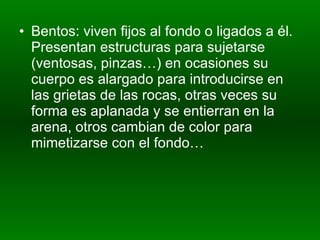 Bentos: viven fijos al fondo o ligados a él. Presentan estructuras para sujetarse (ventosas, pinzas…) en ocasiones su cuerpo es alargado para introducirse en las grietas de las rocas, otras veces su forma es aplanada y se entierran en la arena, otros cambian de color para mimetizarse con el fondo… 