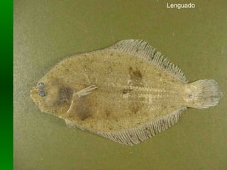 Lenguado 