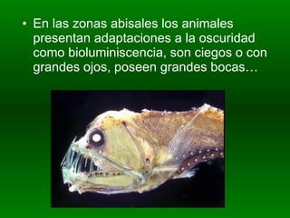 En las zonas abisales los animales presentan adaptaciones a la oscuridad como bioluminiscencia, son ciegos o con grandes ojos, poseen grandes bocas… 